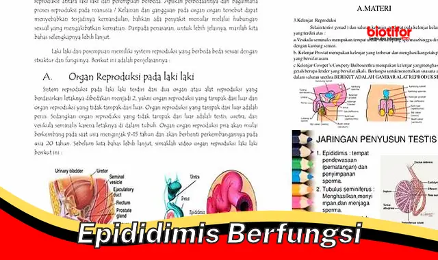 Fungsi Vital Epididimis dalam Sistem Reproduksi Pria