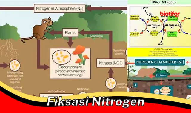 Rahasia Penting Fiksasi Nitrogen: Meningkatkan Pertanian dan Ekosistem