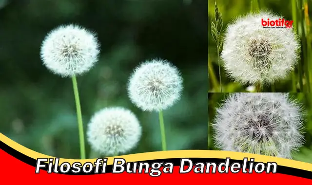 Rahasia Filosofi Bunga Dandelion: Kekuatan, Keberanian, dan Harapan