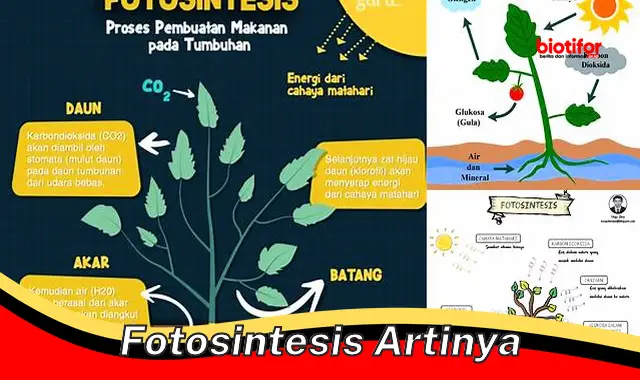 Pengertian Fotosintesis: Proses Penting Kehidupan