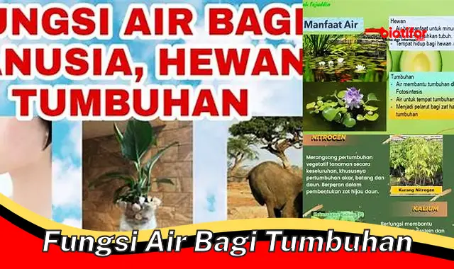 Pentingnya Air: Fungsi Vital bagi Kehidupan Tumbuhan