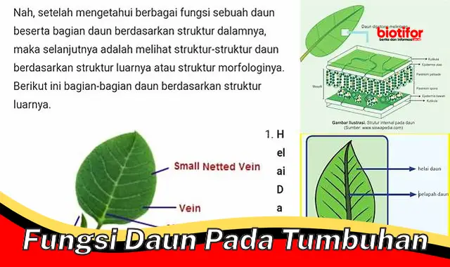 fungsi daun pada tumbuhan