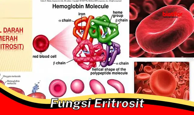 Pentingnya Fungsi Eritrosit: Pengangkut Oksigen Vital Tubuh