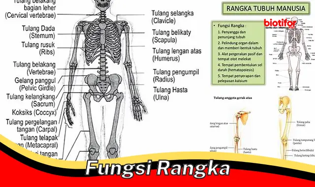 Peran Penting Rangka Tubuh Manusia: Sebuah Tinjauan Komprehensif