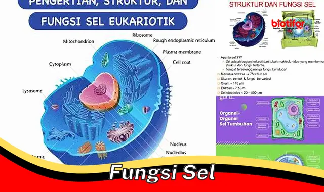 Panduan Lengkap: Mengenal Fungsi Sel dan Peranan Pentingnya