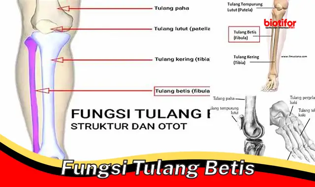 fungsi tulang betis