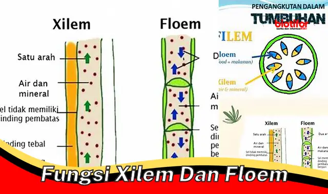 Pahami Fungsi Penting Xilem dan Floem pada Tumbuhan