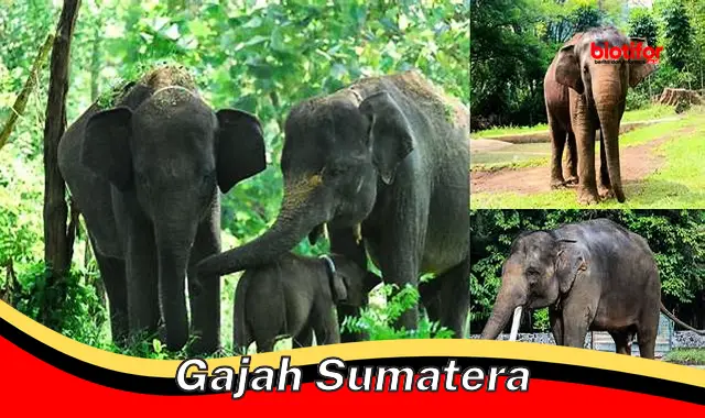 Jenis Gajah Sumatera yang Terancam Punah