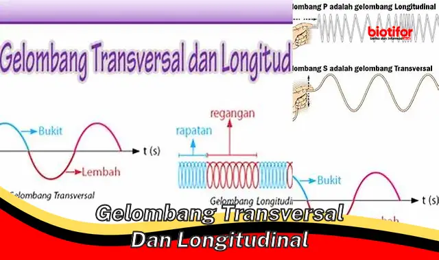 gelombang transversal dan longitudinal