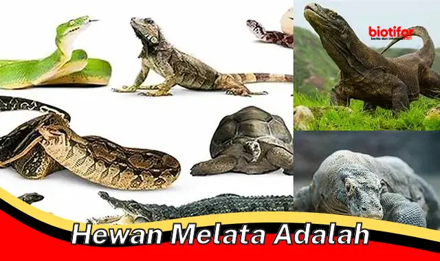 Perkenalkan Hewan Melata: Karakteristik dan Peranannya