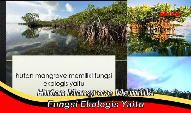 Fungsi Ekologis Penting Hutan Mangrove untuk Bumi Kita