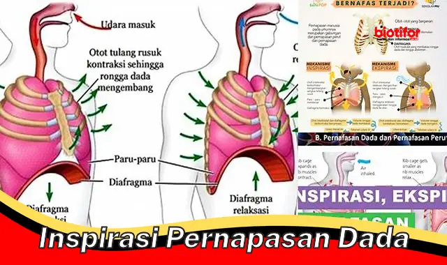 Cara Tepat Inspirasi Pernapasan Dada untuk Kesehatan Paru-paru