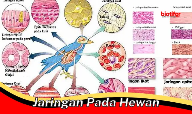 Panduan Lengkap Memahami Jaringan pada Hewan