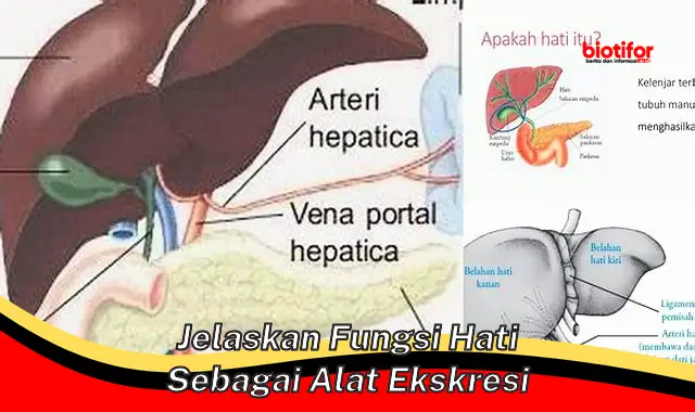 Fungsi Penting Hati Sebagai Alat Ekskresi dalam Tubuh Kita