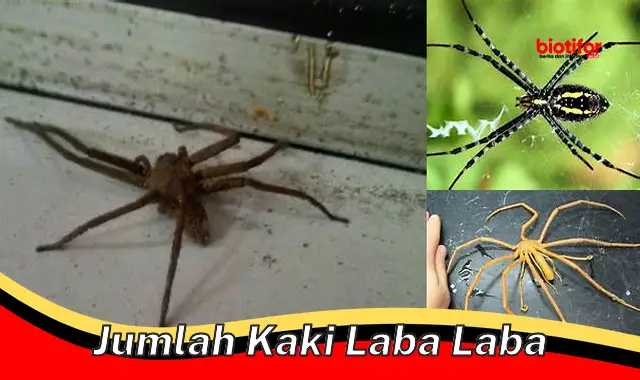 Jumlah Kaki Laba-laba: Keunggulan Evolusioner yang Menakjubkan