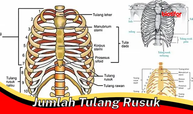 Panduan Lengkap: Jumlah Tulang Rusuk dan Kepentingannya