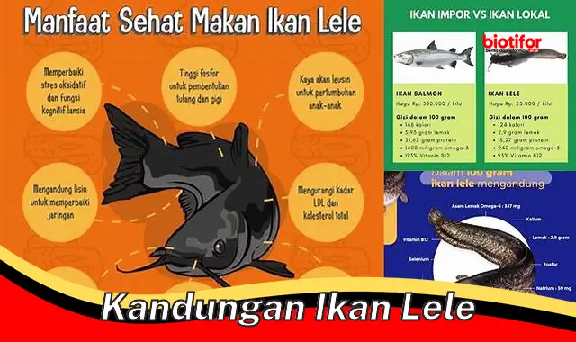 Kandungan Ikan Lele yang Kaya Nutrisi: Kunci Kesehatan Optimal