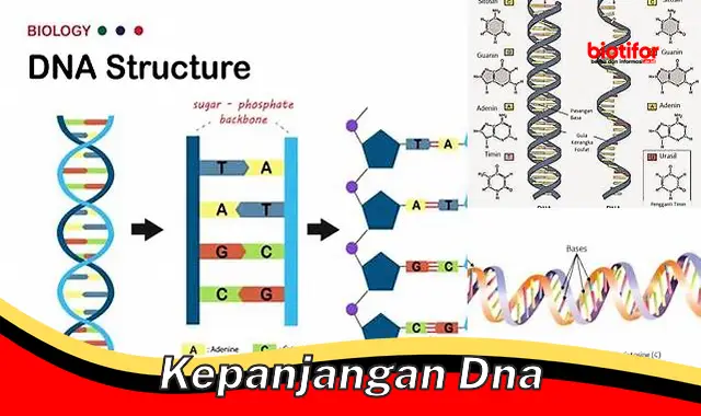 Memahami Panjang DNA: Kunci Rahasia Genetika