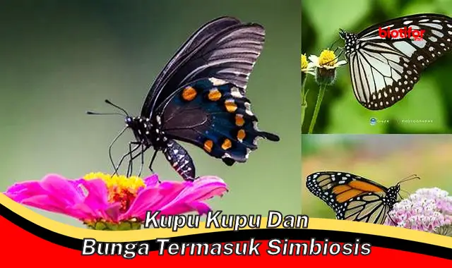 Simbiosis Keren: Kupu-kupu dan Bunga, Saling Menguntungkan