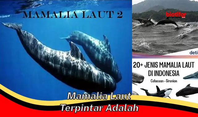 Rahasia Kecerdasan Mamalia Laut yang Menakjubkan