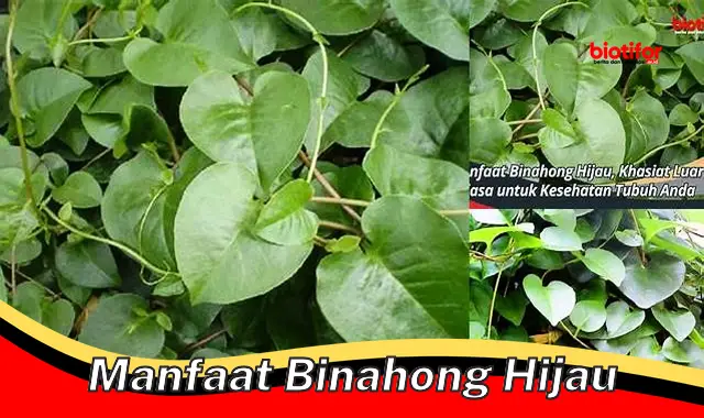 Manfaat Luar Biasa Binahong Hijau untuk Kesehatan