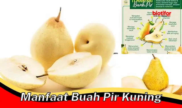 Rahasia Manfaat Luar Biasa Buah Pir Kuning untuk Kesehatan Anda