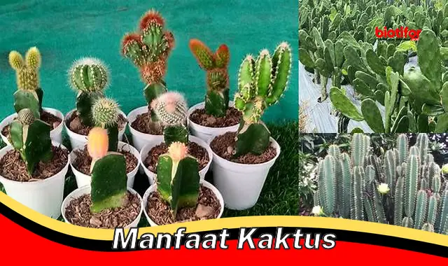 Manfaat Luar Biasa Kaktus: Solusi Cerdas untuk Kesehatan, Lingkungan, dan Gaya Hidup