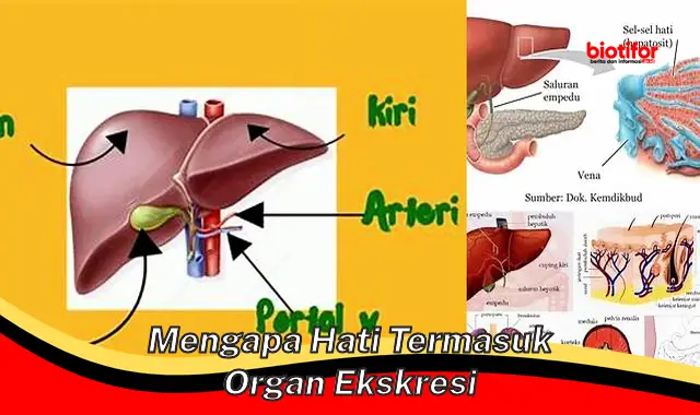 Mengapa Hati Merupakan Organ Ekskresi Penting untuk Kesehatan Anda