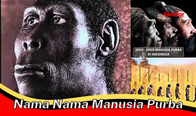 Nama-Nama Manusia Purba: Menyingkap Rahasia Evolusi Kita