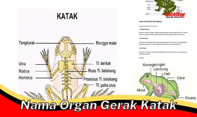 nama organ gerak katak