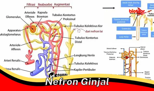 Pentingnya Nefron Ginjal untuk Kesehatan Tubuh Kita