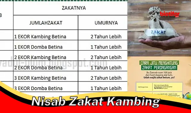 Rahasia Nisab Zakat Kambing: Wajib Tahu!