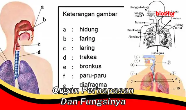 Pentingnya Organ Pernapasan: Fungsi dan Cara Menjaganya