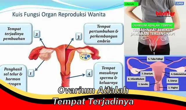 ovarium adalah tempat terjadinya