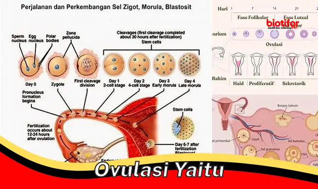 Panduan Lengkap: Pengertian Ovulasi dan Peran Pentingnya dalam Reproduksi Wanita