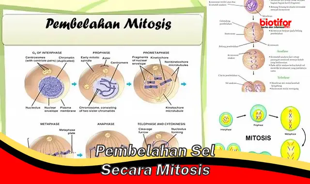 Rahasia Pembelahan Sel Mitosis: Panduan Utama