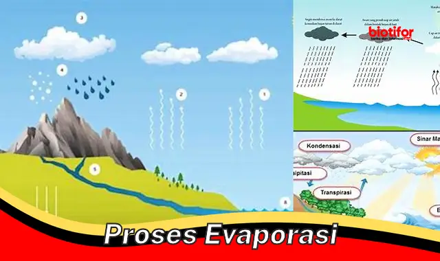 Rahasia Penguapan Terungkap: Panduan Lengkap tentang Proses Penting dalam Kehidupan!