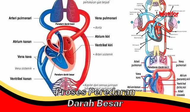 Rahasia Penting Sirkulasi Darah Besar: Pahami Esensial Kesehatan Anda