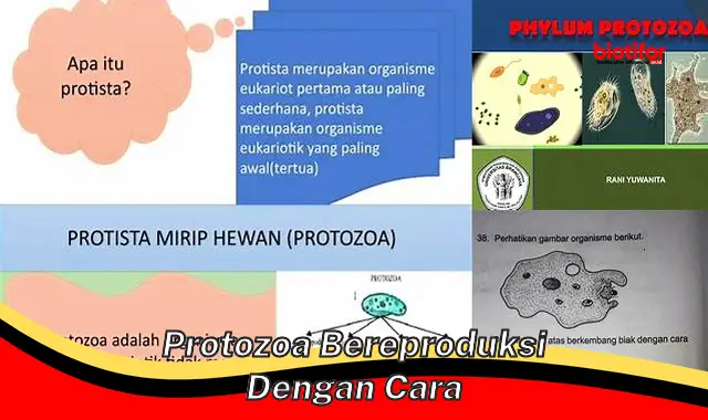 Rahasia Reproduksi Protozoa: Cara Unik Berkembang Biak