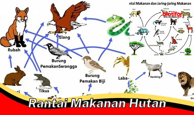 rantai makanan hutan