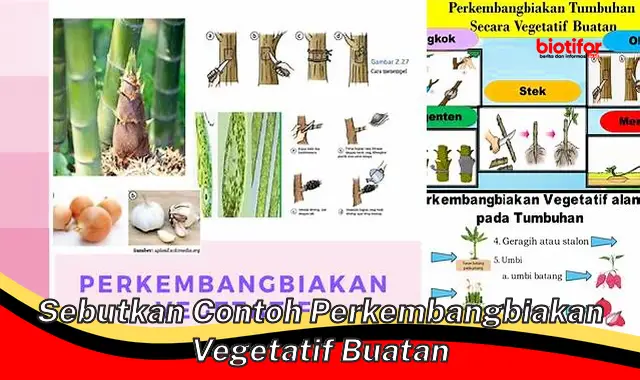 Contoh-Contoh dari Perkembangbiakan Vegetatif Buatan