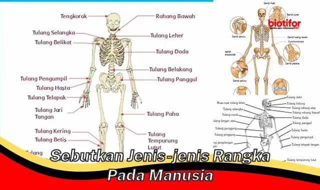 Jenis-Jenis Rangka Manusia: Panduan Lengkap untuk Sistem Rangka