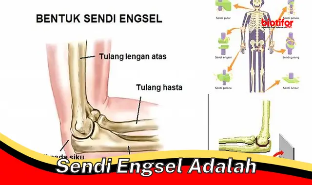 Pentingnya Sendi Engsel untuk Gerakan Tubuh