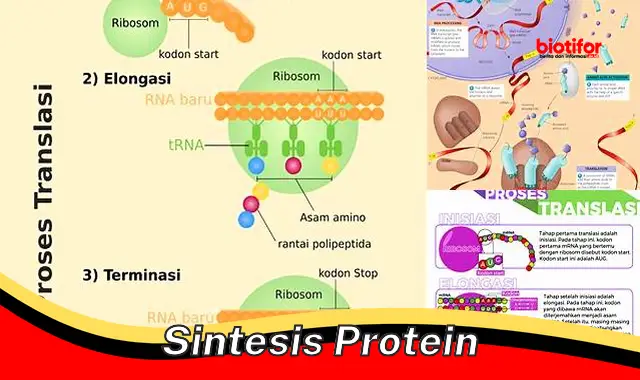 Panduan Lengkap: Memahami Sintesis Protein dan Perannya dalam Tubuh