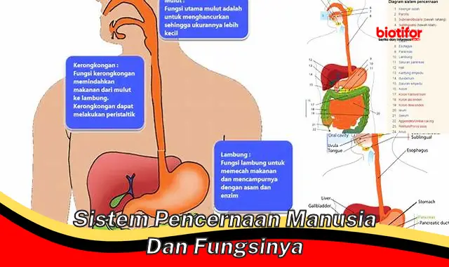 Panduan Lengkap Sistem Pencernaan Manusia dan Fungsinya