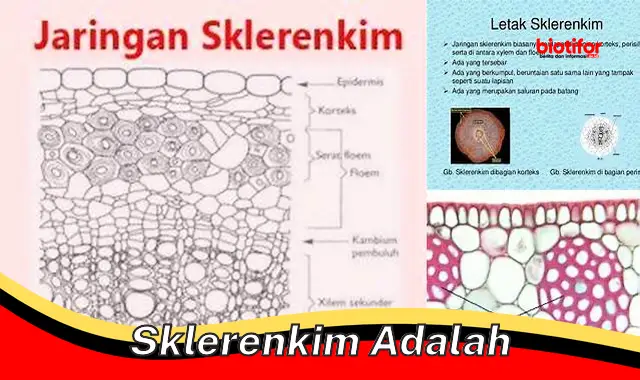 Pentingnya Sklerenkim: Jaringan Penyokong Kuat Pada Tumbuhan