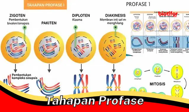 Panduan Lengkap Tahapan Profase: Proses Penting dalam Pembelahan Sel