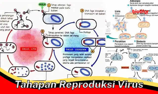 Tahapan Reproduksi Virus: Panduan Lengkap untuk Memahami Siklus Reproduksi Virus