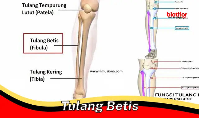 Rahasia Menjaga Kesehatan Tulang Betis: Panduan Lengkap untuk Mobilitas Optimal