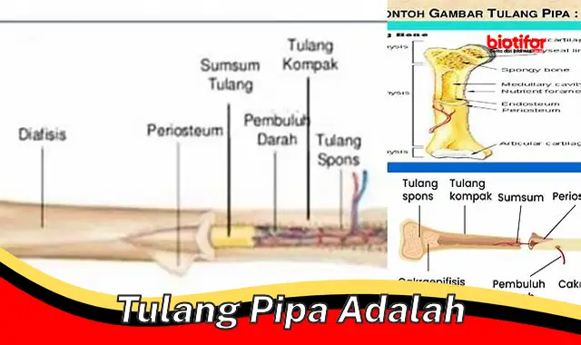 Pentingnya Tulang Pipa bagi Kesehatan: Fungsi dan Cara Menjaganya